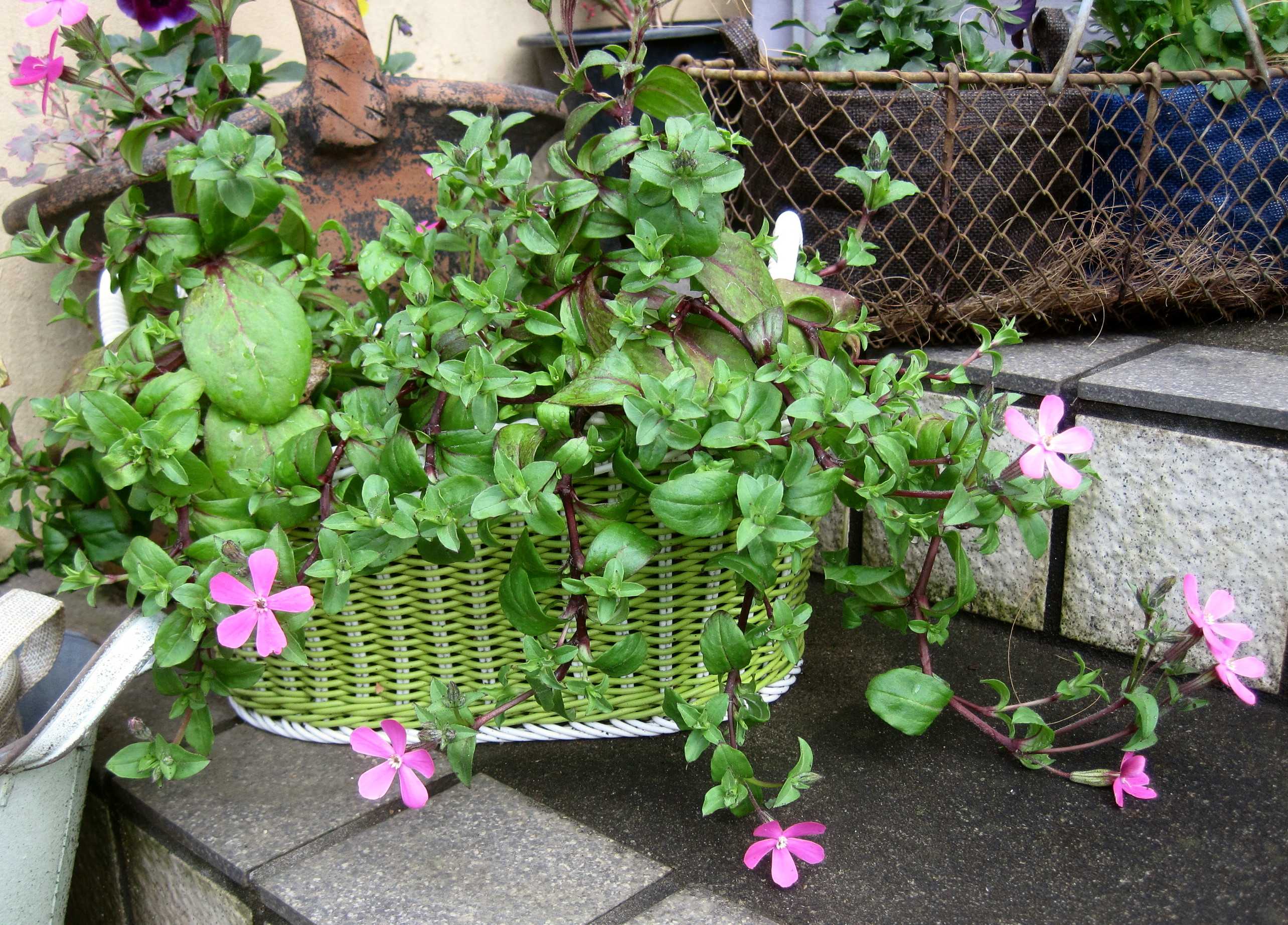 ツルコザクラの開花ラッシュが（ ＾ω＾）・・・ | たねをまく日々