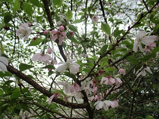 IMG_9258ss.jpg