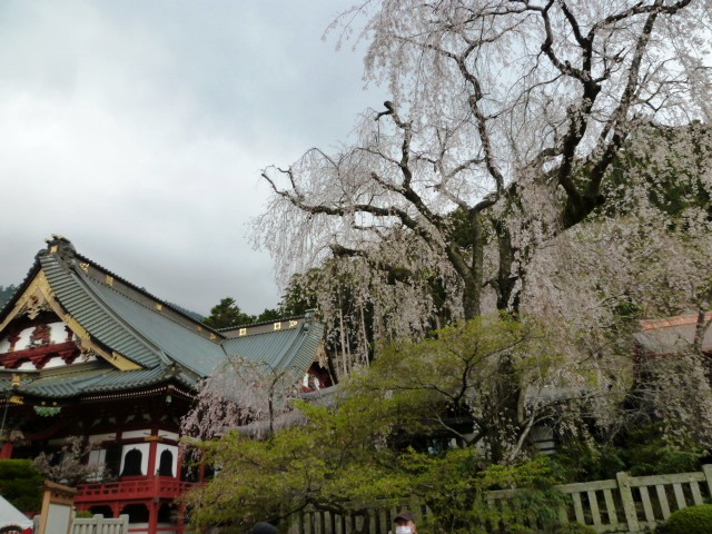 P1090736しだれと本堂.JPG