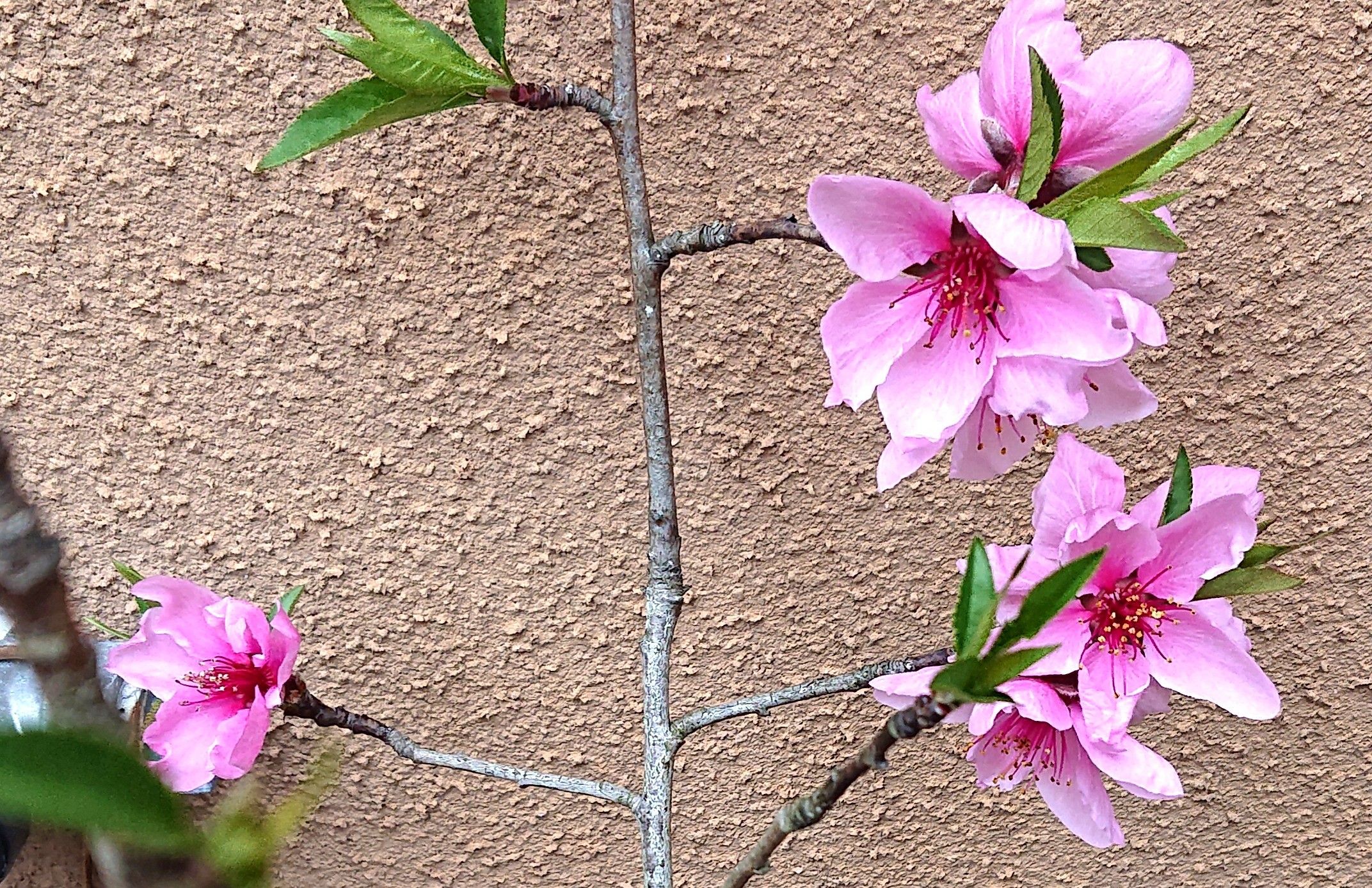 実桃の花が咲きました 趣味は園芸だけれども 楽天ブログ