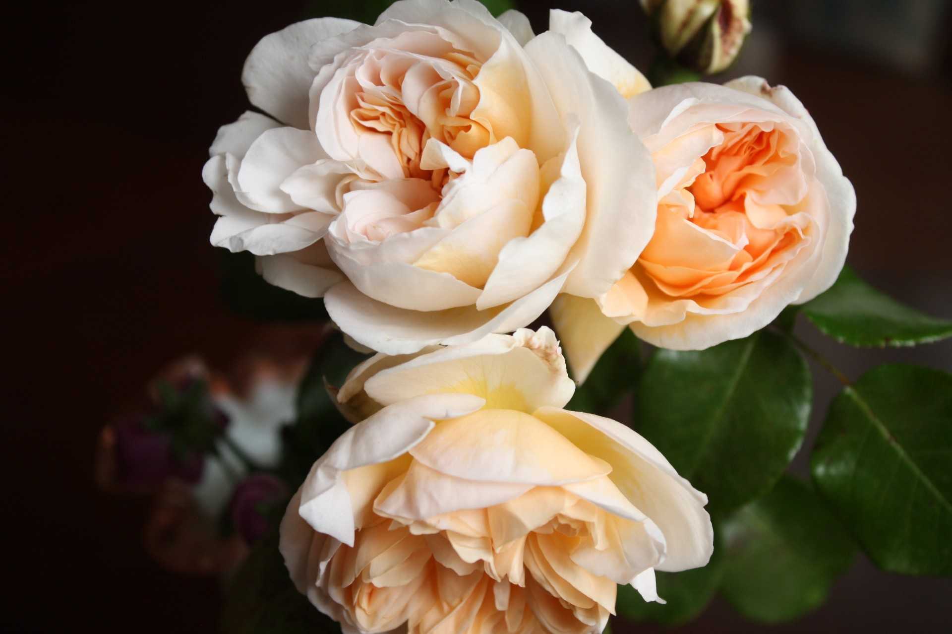 ロサオリエンティスのバラ ペネロペイア パリス アリアドネ Sub Rosa 秘密の薔薇の庭 楽天ブログ