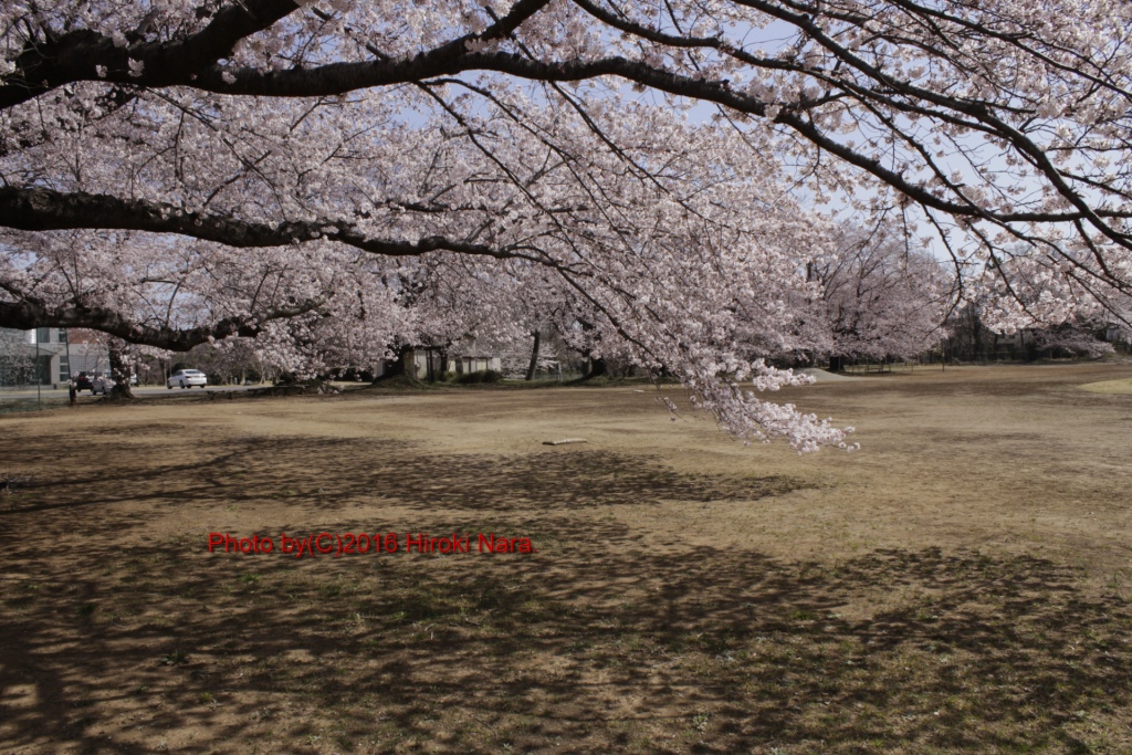 光景　sight0537 桜　サクラ　cherry blossom 春　spring