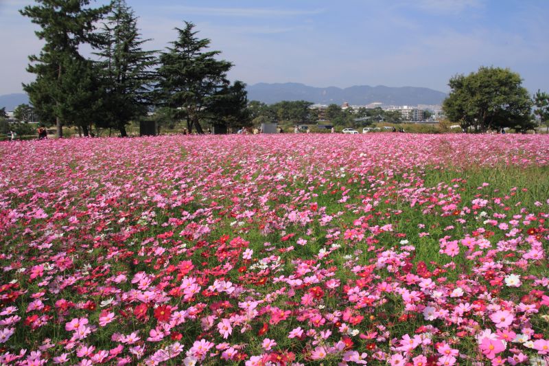 武庫川コスモス園_002.jpg