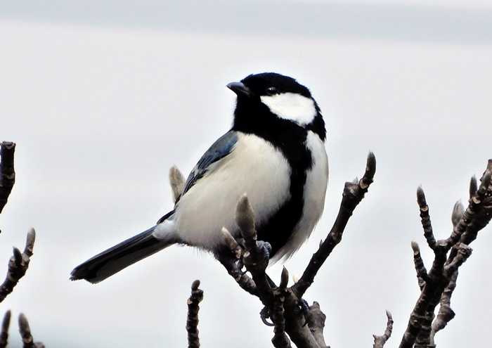 シジュウカラ28