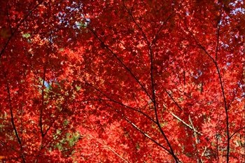 色とりどりの紅葉