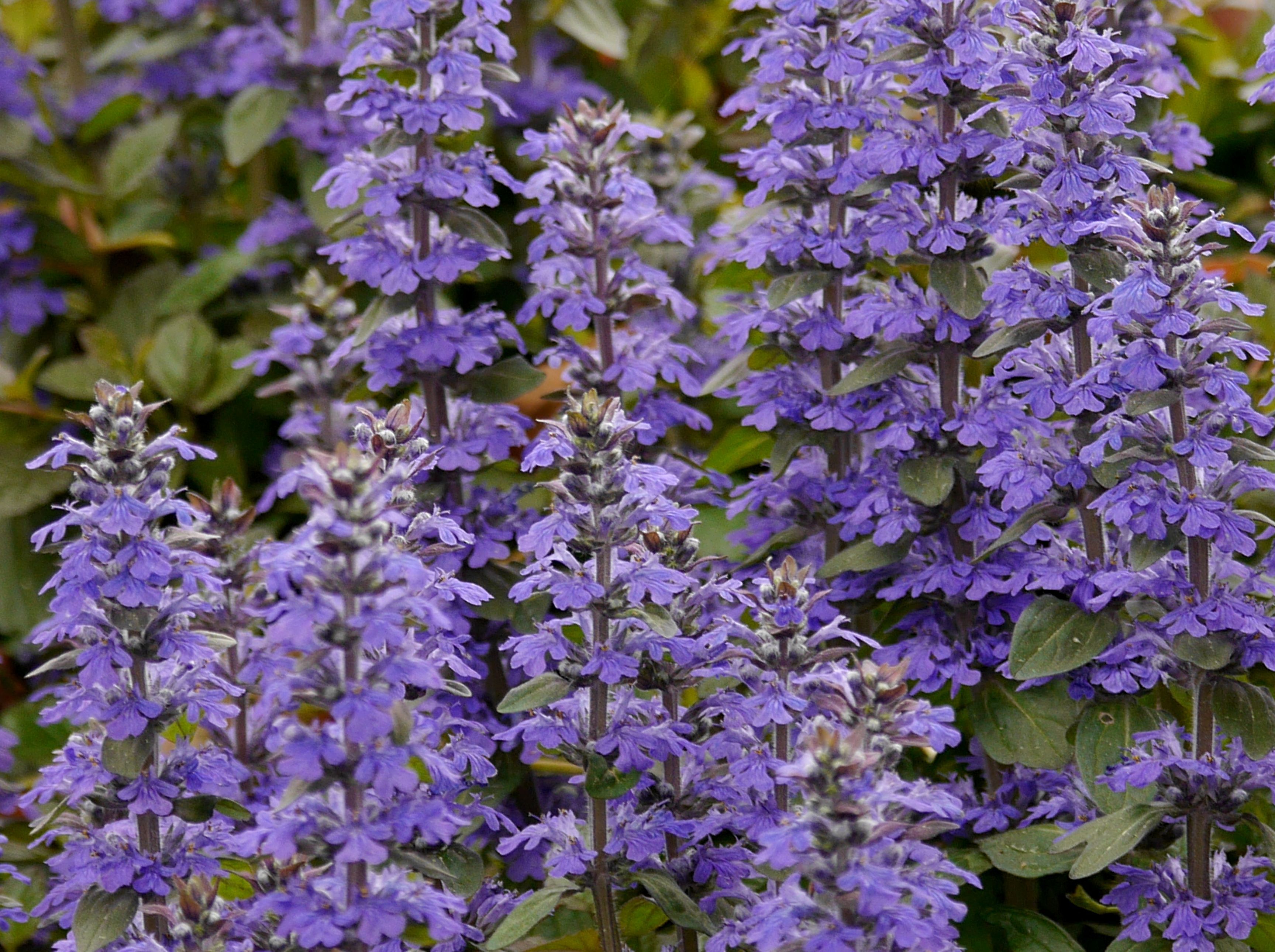 十二単衣 春の小川の花鳥日記 楽天ブログ