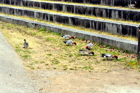 地上の緋鳥鴨-2