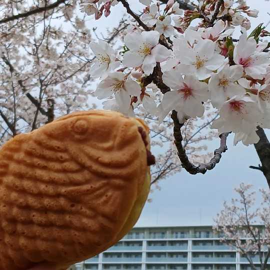 たい焼き