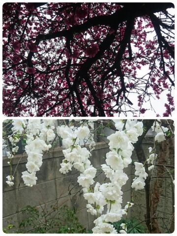 桜に似てるけど ピンクと白い花が咲く樹木 ダニエルとキティのトイマンブログ ルーク レイア時々マース 楽天ブログ