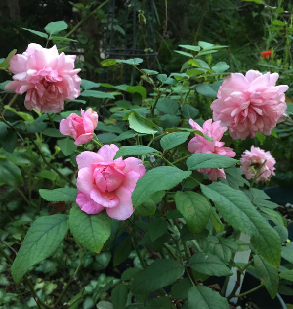 rblog-20160801233609-02.jpg