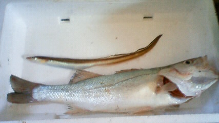 NEC_0007.JPG