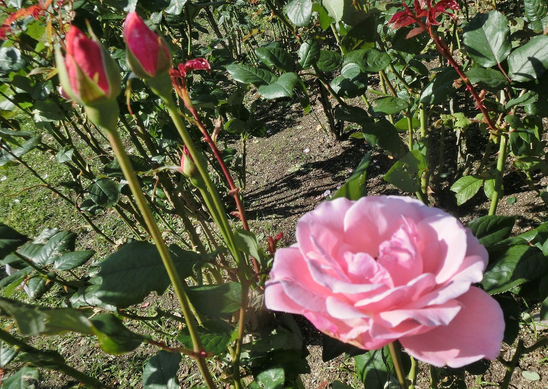京都府立植物園で見たバラ 薔薇 その４ だい のひとりごと 楽天ブログ