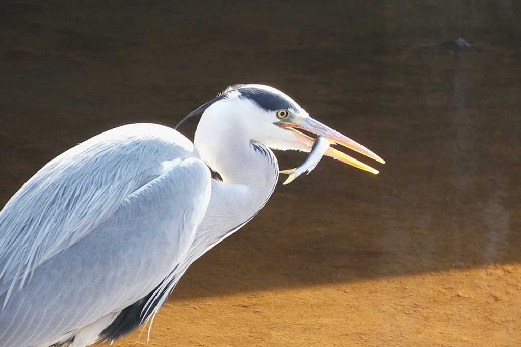 515