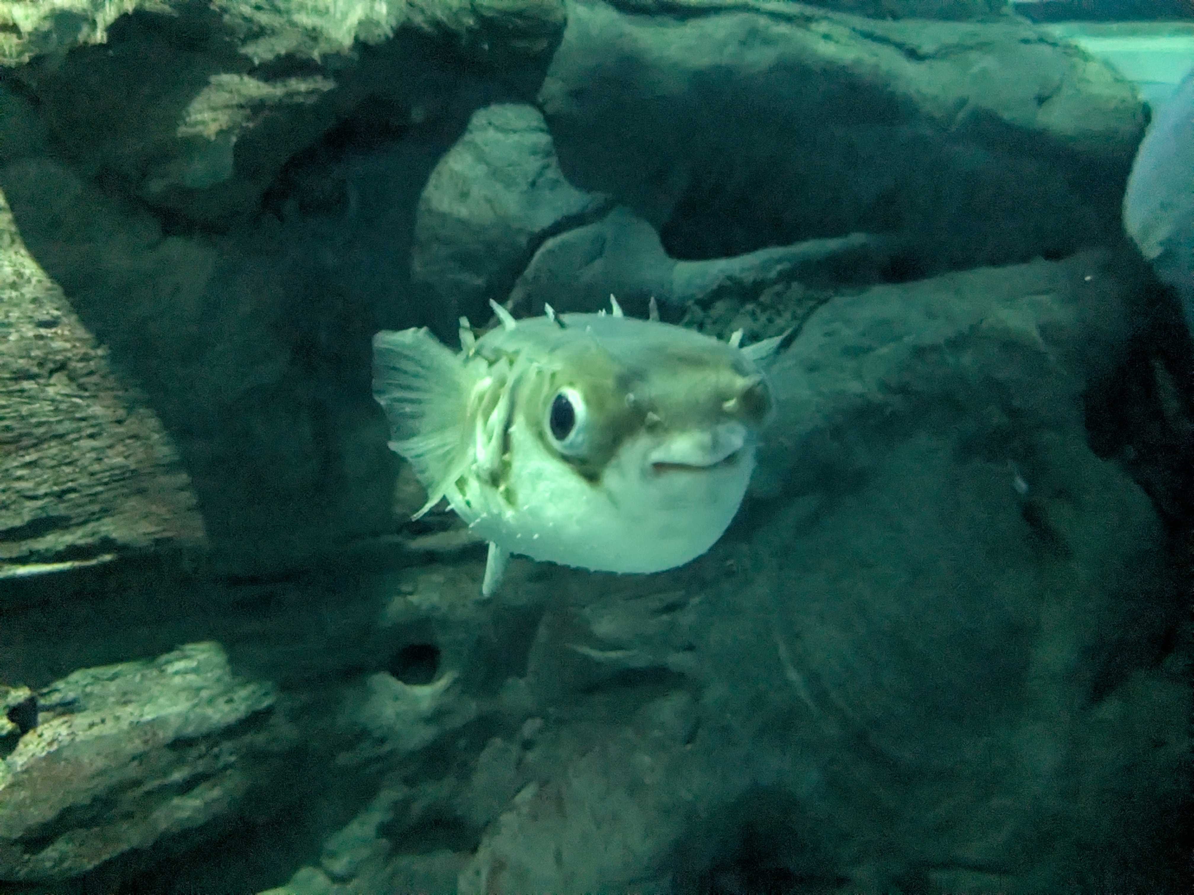 大阪府　子連れ水族館　海遊館 イシガキフグ
