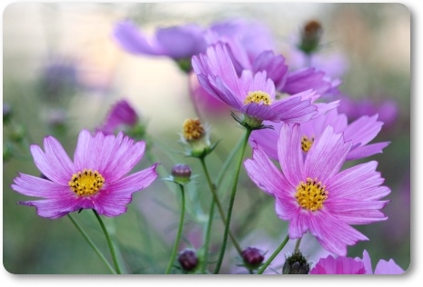 犀川コスモスロード-12 13.9.28