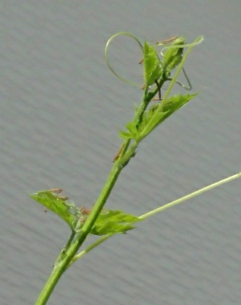 クチナシの花が咲きました 食いしん坊案内 楽天ブログ