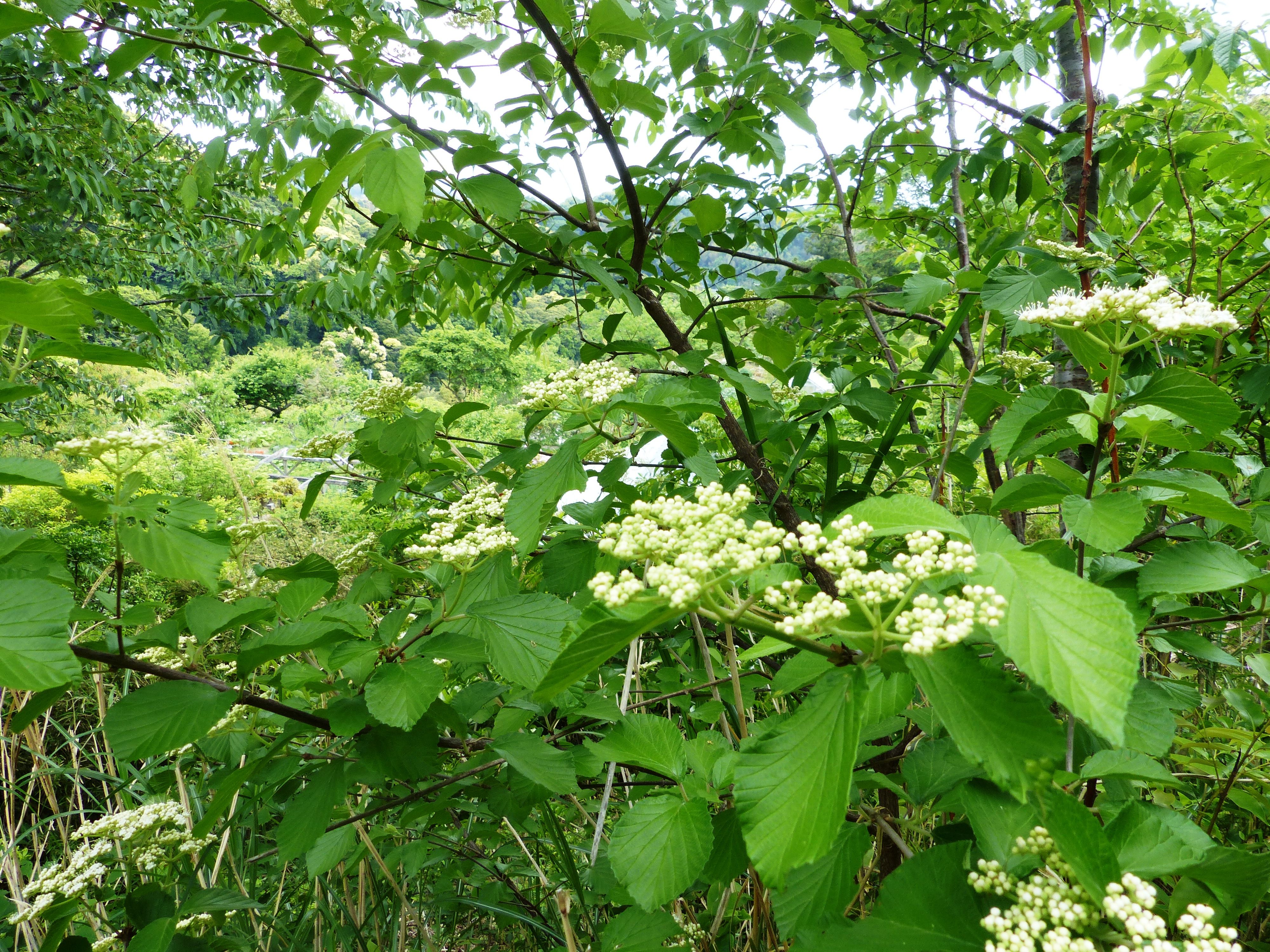 ガマズミの花が 切られなくて 良かった オープンガーデン 蕗のとう 楽天ブログ