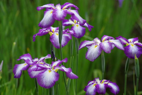 小石川後楽園の花菖蒲