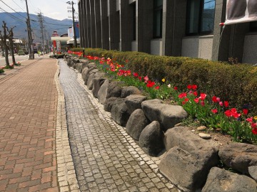 チューリップ140425