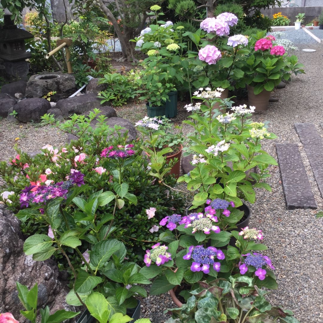 6月です 紫陽花とバラ ばらと猫とフラメンコ 楽天ブログ