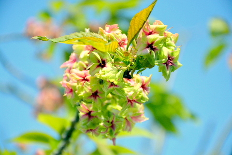 黄桜-3