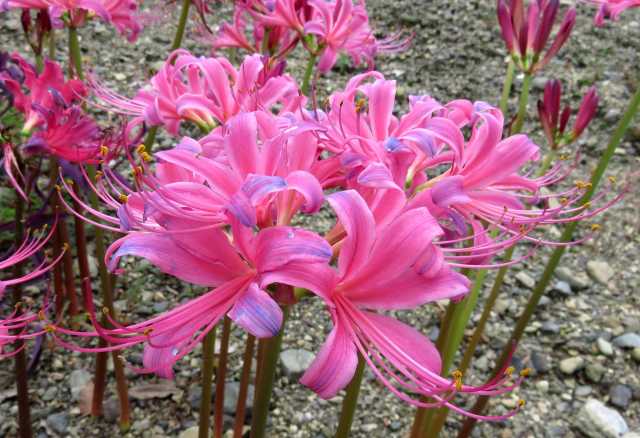 秋の花だより 京都府立植物園より お散歩うさぎさんのブログ 京都 いろ色 楽天ブログ