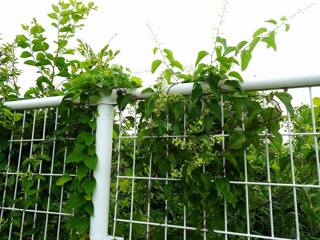 最新 山芋の花 山芋の花殻 漂白