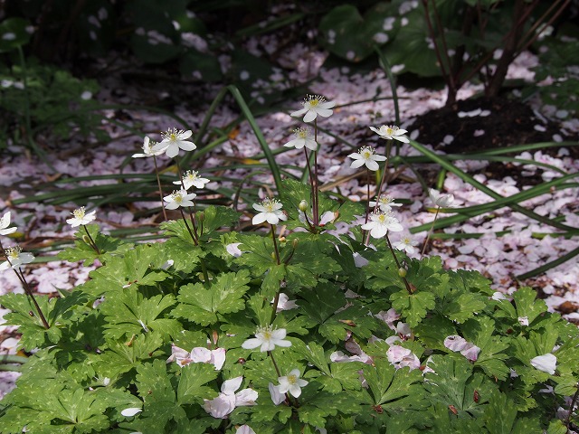 P4090278.jpg