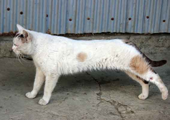 我が家のニャンコ♪2014/02/10-2