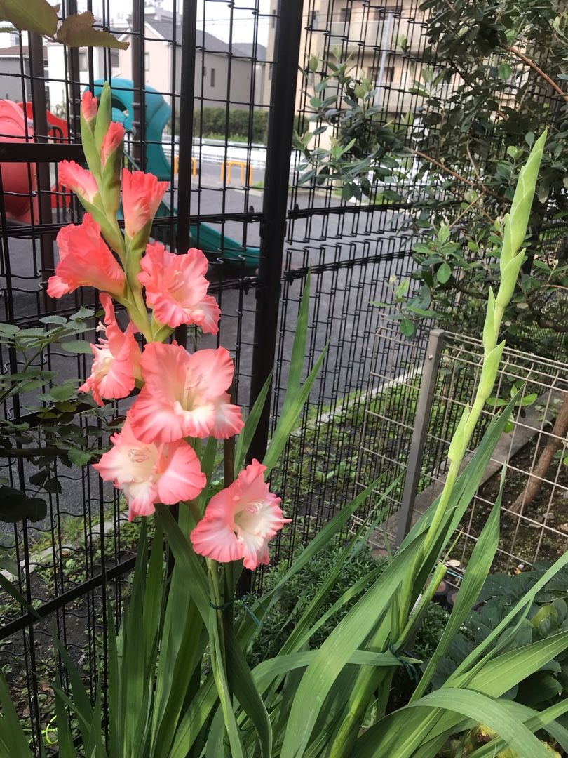 グラジオラスの2番花とエキナセア りんすいのブログ 楽天ブログ