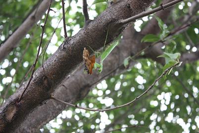 カマキリ.JPG