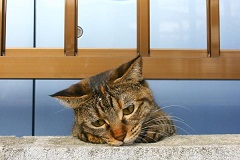 syobon-cat01-1.jpg