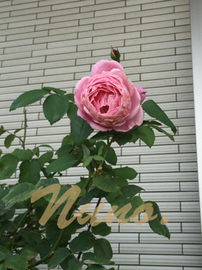 IMG_9809.jpg