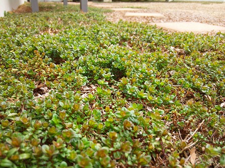 タイムの定植は少し待った方が良いかも3