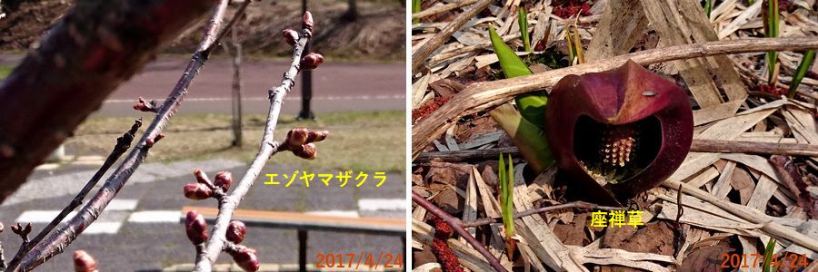 ４／２４桜はまだまだ.jpg