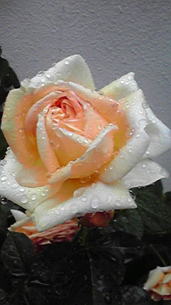 2013051108450003.jpg