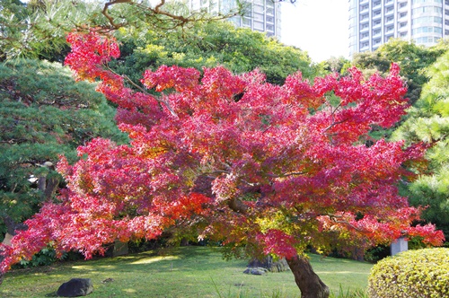 浜離宮恩賜庭園