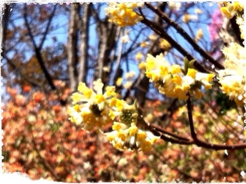 ミツマタの花・黄色