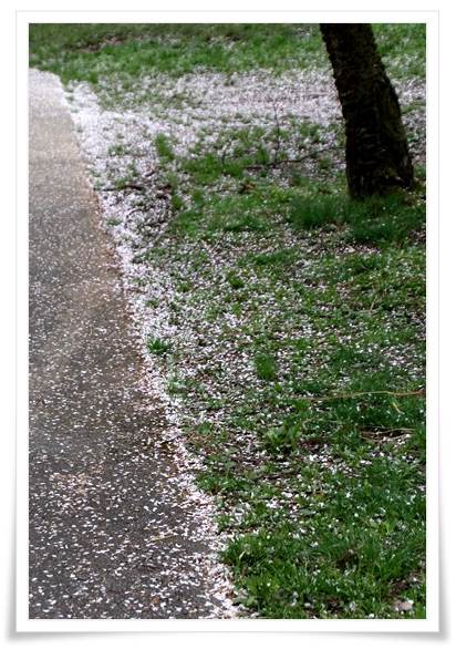 奥卯辰山健民公園・大池-8 15.4.13