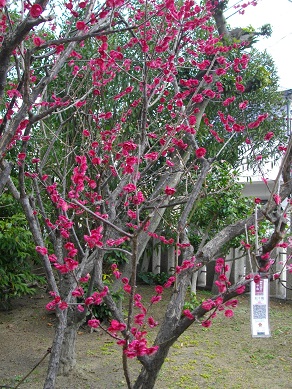 須磨　綱敷天満宮