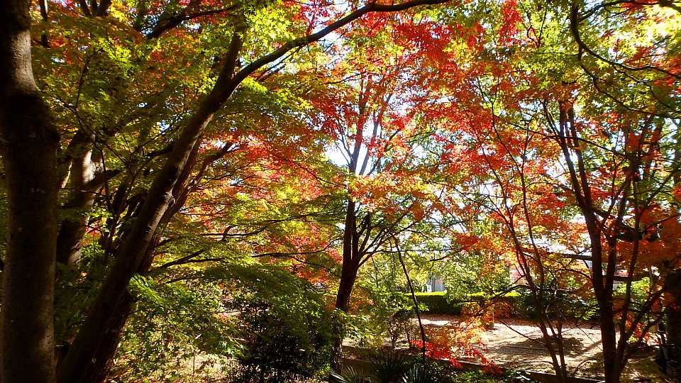 2020年版 岡大構内 の 紅葉 6 モミジ のグラデーション カイノキ ほか 楽天版じぶん更新日記 楽天ブログ
