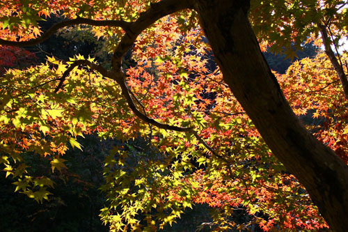 浄瑠璃寺（モミジ）　26.11.10-3_edited-1.jpg