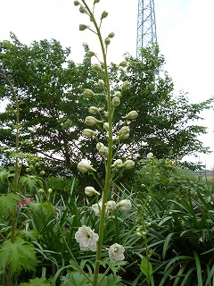 P1180503ss.jpg