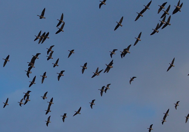 IMG_4079 (800x561).jpg