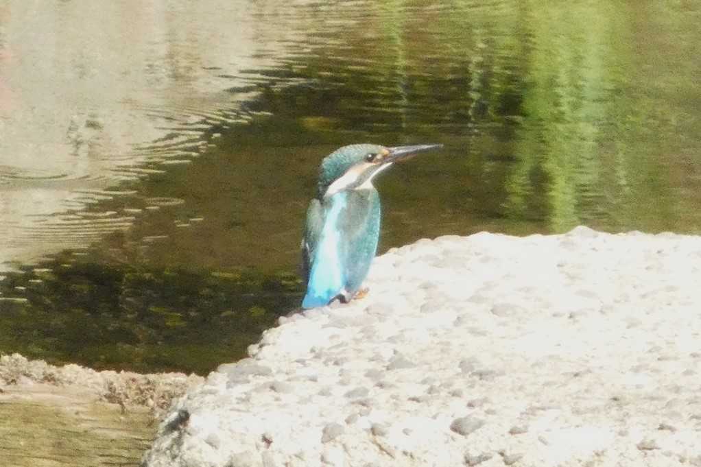 515