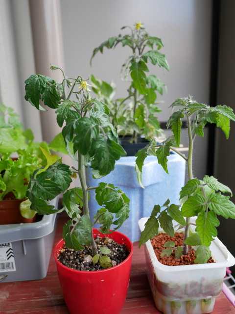 11月ですがミニトマトが咲きました べらんでぃずむ ベランダ菜園とか 楽天ブログ