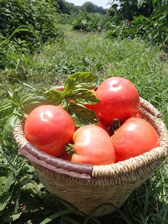 トマト 種まき 時期
