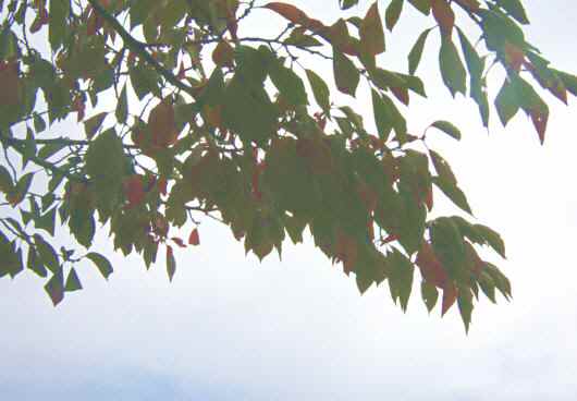 11月桜の葉.JPG