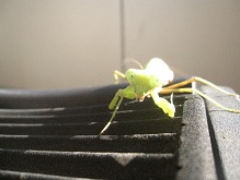 IMG_0181.JPG