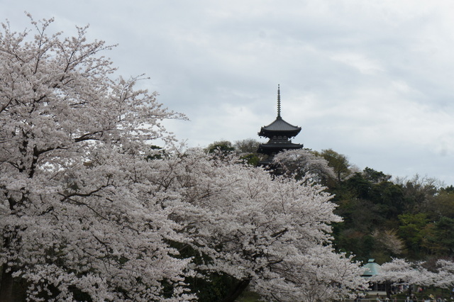 三渓園絶景１.jpg